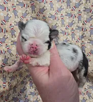 Navy F1, a female Pug for sale in Upland, IN – 1 of 4