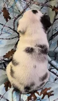 Navy M1, a male Pug for sale in Upland, IN – 3 of 7