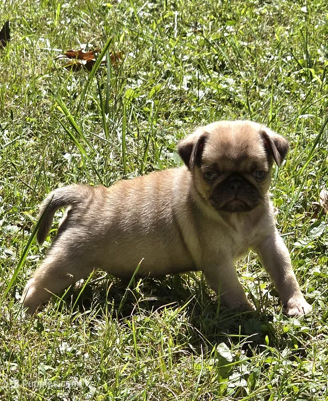 Taylor M2 – Pug puppy for sale in Upland, IN
