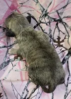 Lucy F4, a female Pug for sale in Upland, IN – 2 of 4