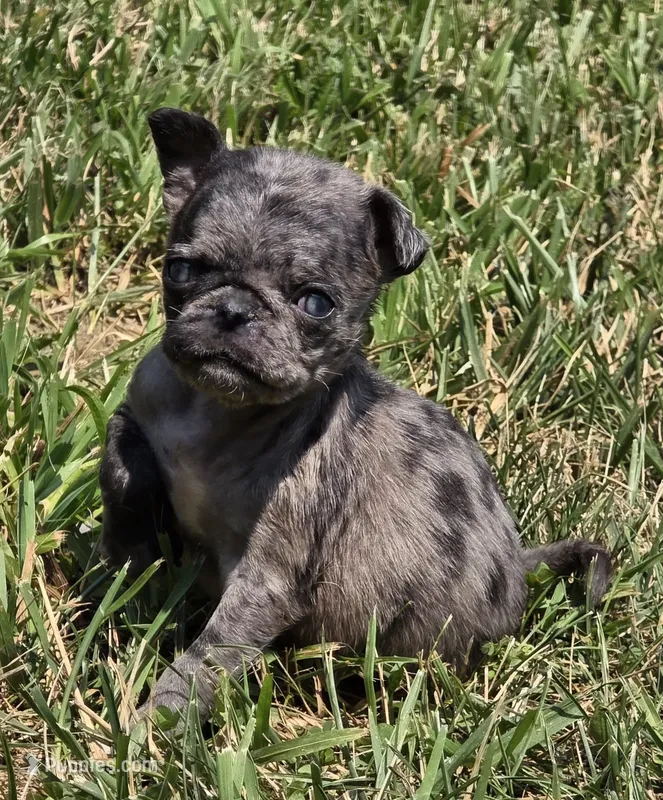 Navy F3 – Pug puppy for sale in Upland, IN