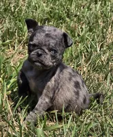 Navy F3, a female Pug for sale in Upland, IN – 1 of 7