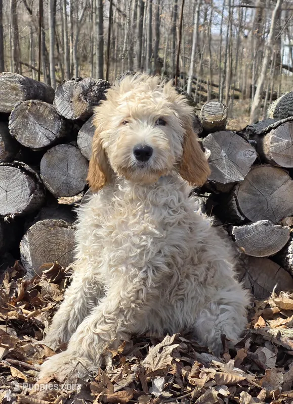 Roxy F1 – Goldendoodle puppy for sale in Upland, IN