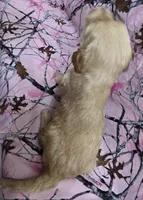 Roxy F1, a female Goldendoodle for sale in Upland, IN – Photo 3 of 5