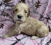 Roxy F1, a female Goldendoodle for sale in Upland, IN – Photo 2 of 5