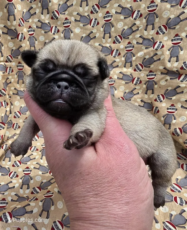 Elvira M2 – Pug puppy for sale in Upland, IN