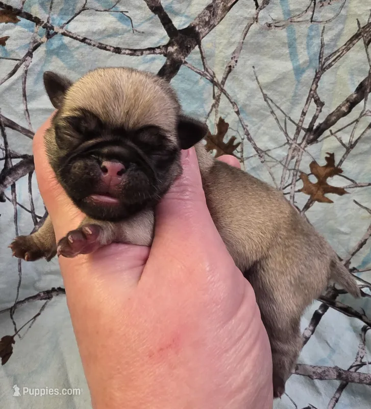 Elvira M2 – Pug puppy for sale in Upland, IN