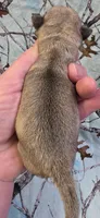 Elvira M2, a male Pug for sale in Upland, IN – Photo 2 of 4