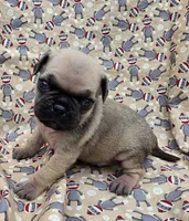 Darci M1, a male Pug for sale in Upland, IN – 1 of 4