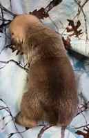 Taylor M1, a male Pug for sale in Upland, IN – 2 of 4