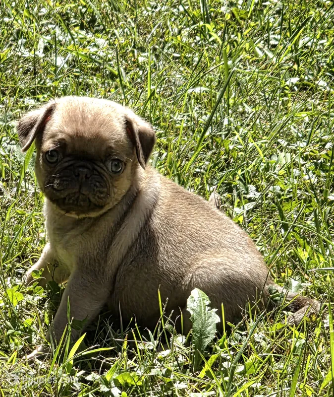 Taylor M1 – Pug puppy for sale in Upland, IN