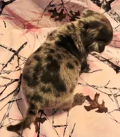 Navy F3, a female Pug for sale in Upland, IN – 3 of 7