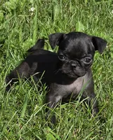 Lucy F1, a female Pug for sale in Upland, IN – 2 of 6