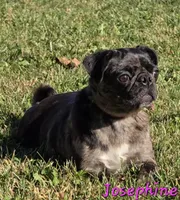 Josephine M1, a male Pug for sale in Upland, IN – 3 of 4