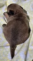 Olive F4, a female Pug for sale in Upland, IN – 2 of 6