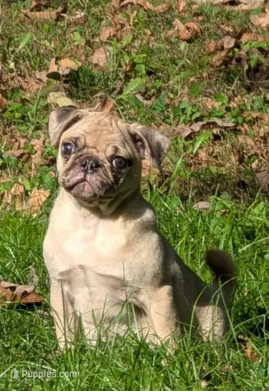 Lucy M2 – Pug puppy for sale in Upland, IN