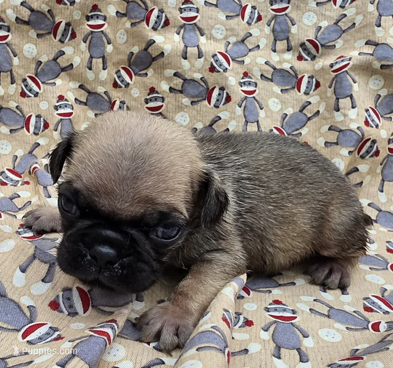 Darci M2, a male Pug for sale in Upland, IN – 1 of 4