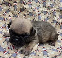 Darci M2, a male Pug for sale in Upland, IN – 1 of 4