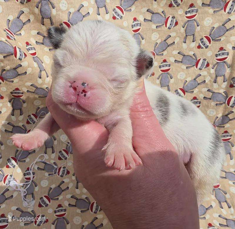 Navy M1 – Pug puppy for sale in Upland, IN