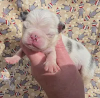 Navy M1, a male Pug for sale in Upland, IN – 1 of 4