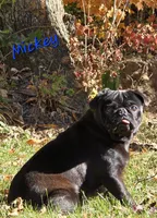 Josephine M1, a male Pug for sale in Upland, IN – 4 of 4