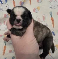 Aili F3, a female Pug for sale in Upland, IN – Photo 1 of 4