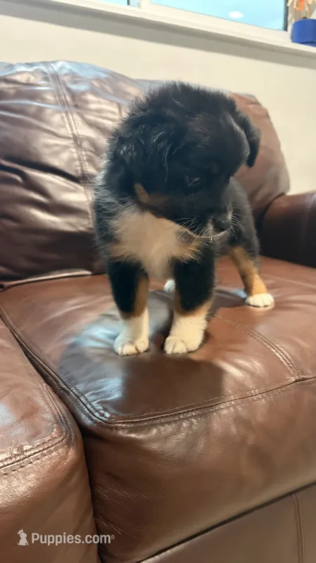 Jewel – Miniature Australian Shepherd puppy for sale in Bradenton, FL