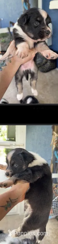 Jewel – Miniature Australian Shepherd puppy for sale in Bradenton, FL