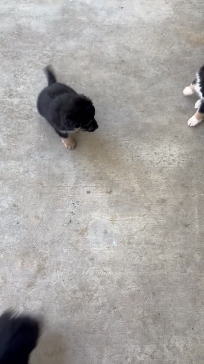 Cooper, a male Miniature Australian Shepherd for sale in Bradenton, FL – 2 of 2
