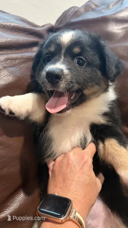 Diamond – Miniature Australian Shepherd puppy for sale in Bradenton, FL