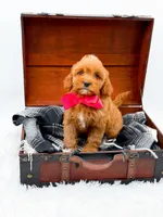 Sandy, a female Cavapoo for sale in Statesville, NC – 6 of 10
