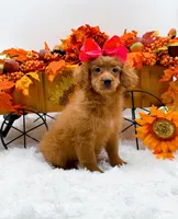 Trixie, a female Cavapoo for sale in Statesville, NC – 6 of 10