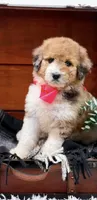 Faye-Blue Eye, a male Bernedoodle for sale in Statesville, NC – 2 of 10