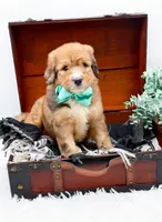 Fletcher, a male Bernedoodle for sale in Statesville, NC – 10 of 10