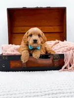 Samson, a male Miniature Goldendoodle for sale in Statesville, NC – 10 of 10
