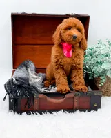 Emma, a female Miniature Goldendoodle for sale in Statesville, NC – 5 of 10