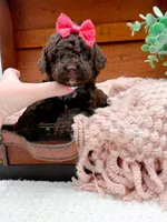 Micro Mini-Nutella, a female Miniature Bernedoodle for sale in Statesville, NC – 4 of 10