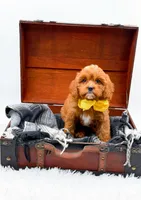 Summer, a female Cavapoo for sale in Statesville, NC – 8 of 10