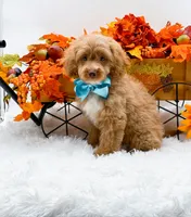 Ted, a male Cavapoo for sale in Statesville, NC – 4 of 10