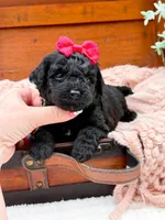 Micro Mini Nancy, a female Miniature Bernedoodle for sale in Statesville, NC – 2 of 10