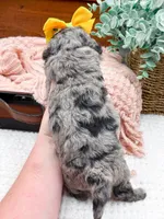 Micro Mini-Nala, a female Miniature Bernedoodle for sale in Statesville, NC – 3 of 10
