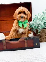Petey, a male Miniature Goldendoodle for sale in Statesville, NC – 7 of 10