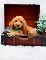 Gary, a male Goldendoodle for sale in Statesville, NC – 2 of 10