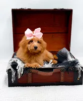 Susie, a female Miniature Goldendoodle for sale in Statesville, NC – 10 of 10