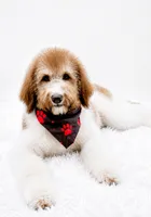 Honey, a male Bernedoodle for sale in Statesville, NC – 7 of 7