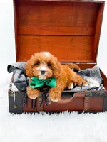 Stewart, a male Cavapoo for sale in Statesville, NC – 9 of 10
