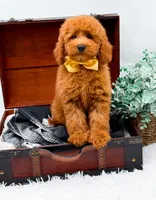 Elsie, a female Miniature Goldendoodle for sale in Statesville, NC – 4 of 9