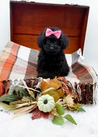 Maddie, a female Poodle - Toy  for sale in Statesville, NC – 5 of 10