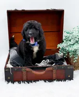 Ford, a male Bernedoodle for sale in Statesville, NC – 4 of 10