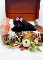 Maddie, a female Poodle - Toy  for sale in Statesville, NC – 6 of 10